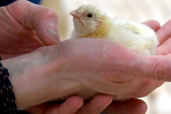 poussin